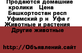 Продаются домашние кролики › Цена ­ 300 - Башкортостан респ., Уфимский р-н, Уфа г. Животные и растения » Другие животные   